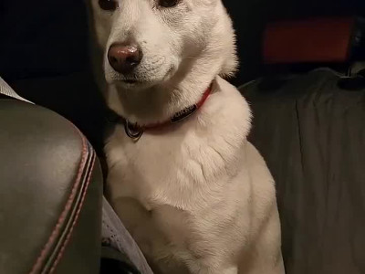 대놓고 삐진 티 내는 진돗개