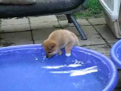 물놀이 즐거운 댕댕이