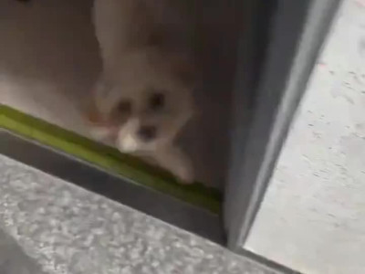 버그가 제대로 걸려버린 생물