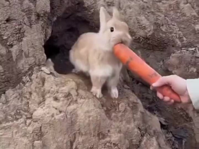 먹기 바쁜 어미.mp4