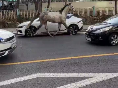 최근 평택 페라리 돌진 ㄷ