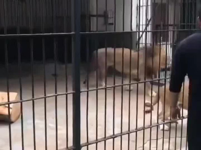 어제 발생한 중국 동물원 사고