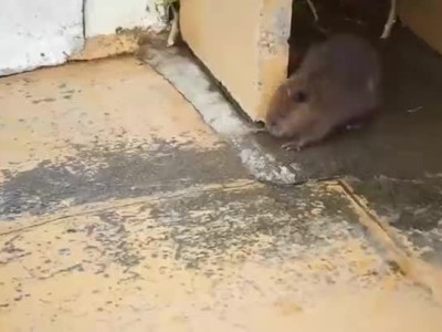 새끼가 물에 뛰어드는 것을 본 어미비버