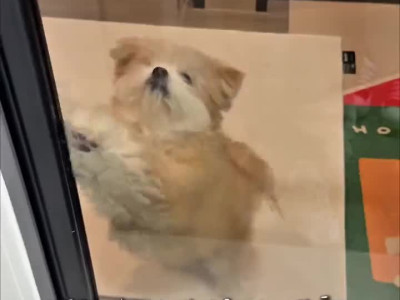 퇴근해서 집에 오는거 반겨주는 강아지들