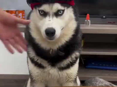 순식간에 빙구미 넘치게 된 댕댕이.mp4