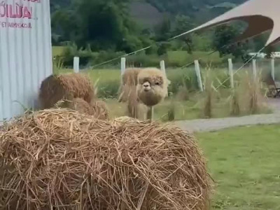 전신제모 한 알파카 ㅋㅋ