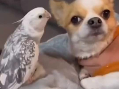 강아지 : 아이 시벌 또 시작됐네 하...