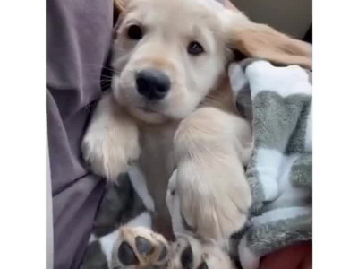 강아지를 입양하고 눈물 흘리는 남자