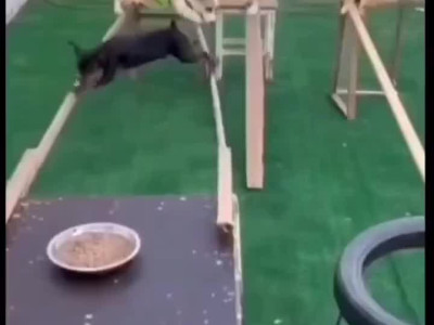 실미도 애견카페 ㄷㄷㄷ