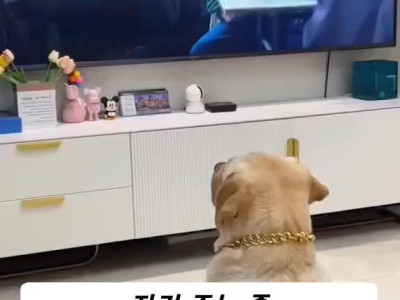 영화에 과몰입하는 강아지들