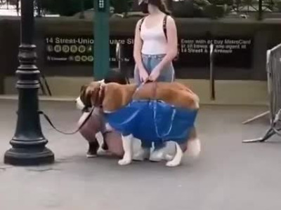 뉴욕 지하철: 개는 반드시 가방에 넣어서 타야 함