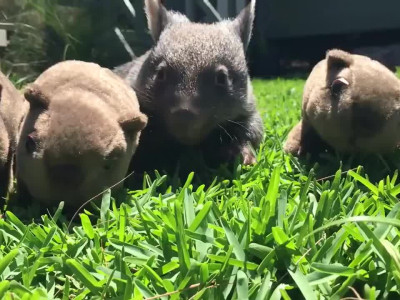 사육사 아저씨가 너무 좋은 아기 웜뱃