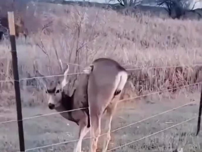 사슴을 구해준 이후로