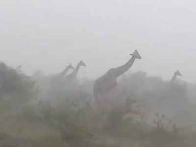 비바람 몰아칠때 기린들이 하는 행동