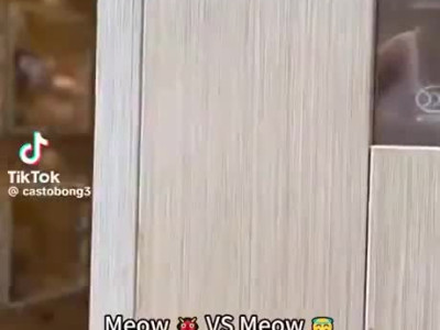 집사 보기 전후 냥이들 목소리