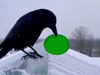 영리한 까마귀.mp4