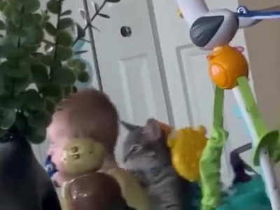 육아 중이라 참는다 집사......GIF