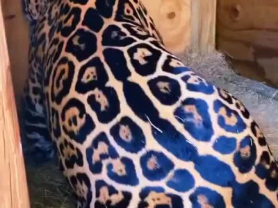 조금 큰 고양이 애교