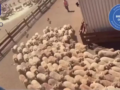 보더콜리의 미쳐버린 양몰이 능력ㄷㄷ