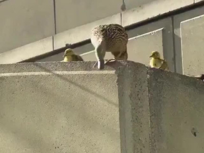 오리 가족 구조 장면