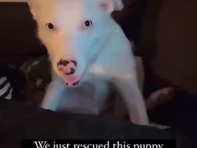 잠시 생각 후 단호한 모습 보이는 댕댕이.mp4