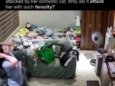 (피 주의) 갑자기 돌변한 고양이