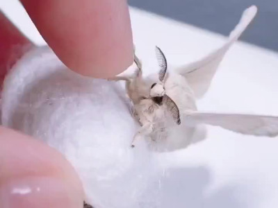 [벌레주의]누에나방과의 교감.mp4