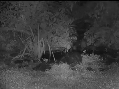 스컹크를 밀어서 웅덩이에 빠트리는 주머니쥐