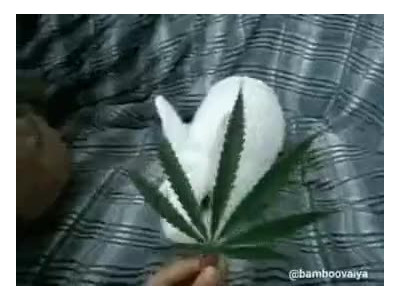 토끼로 보는 대마초의 위험성