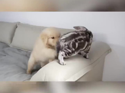 강아지와 고양이 같이 키우기
