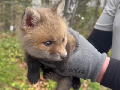 길에서 주운 새끼여우