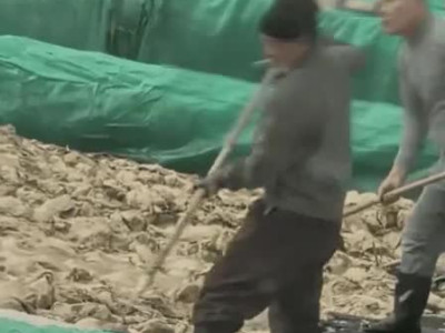 중국 절임배추 공장서 목격된 충격적인 모습 ㄷㄷ