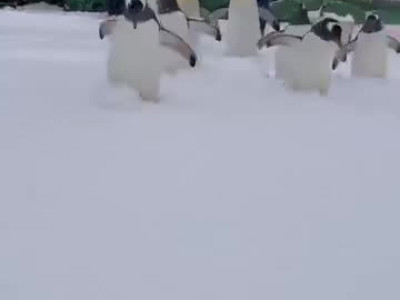 산책 나온 일본 아쿠아리움 펭귄들.mp4