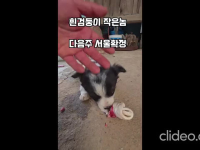 시골 똥개의 매력