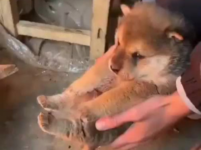 난로가 따뜻한 강아지 멍