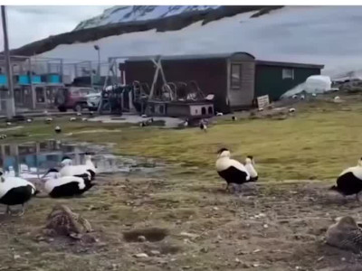 진짜 ㅗㅜㅗㅜ 하면서 우는 새