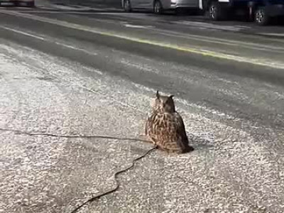 부엉이의 고양이 사냥