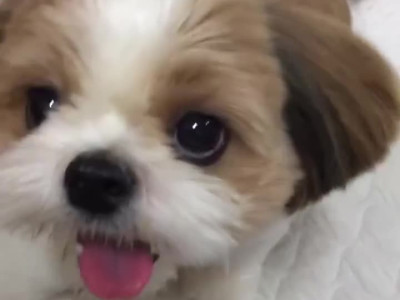 간식 앞에 강아지 모습