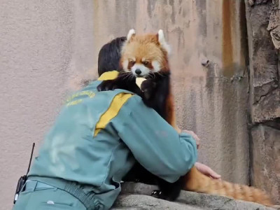 레서판다 꼬리를 만져보는 사육사