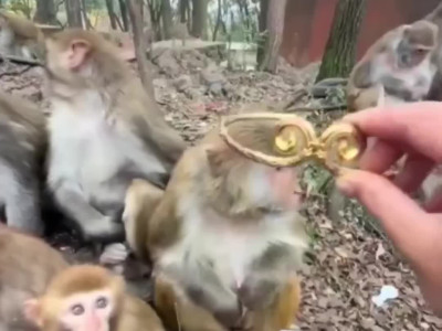 갑자기 존나 쌔보이는 원숭이