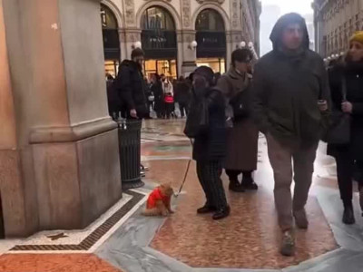 안 움직이고 버티는 고양이 처리하는 방법