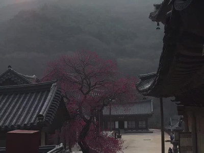 사진 작가들 텃새 때문에 또 지랄난 화엄사 홍매화