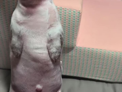 주인님 그 녀석은 가짜에요.mp4