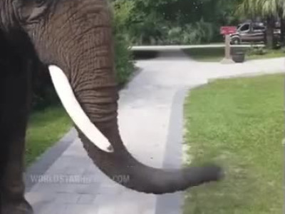 코끼리 아저씨는 코가 손이래.gif