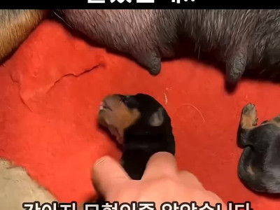 몸이 굳어버린 새끼 강아지.mp4