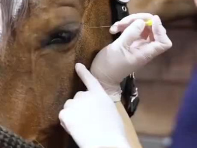 약혐) 말의 충치를 제거하는 수의사