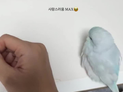 진짜 AI 아니라는 영상