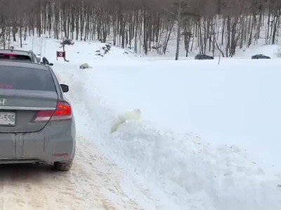 인기에 너무 피곤해 자리를 뜨는 여우