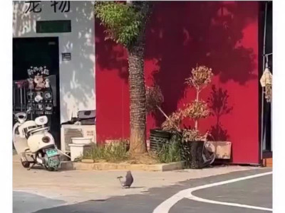 고도비만으로 날지 못하게 된 비둘기