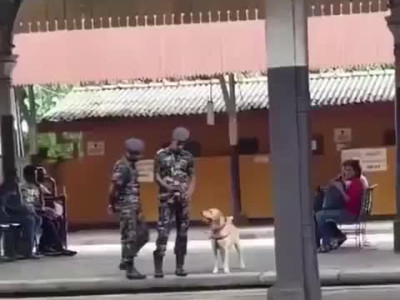 아주 잠시동안 보통개가 되도된다는 허락 받은 군견.gif